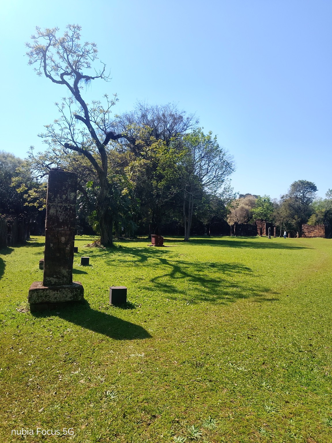 Árbol antiguo junto a los muros de piedra