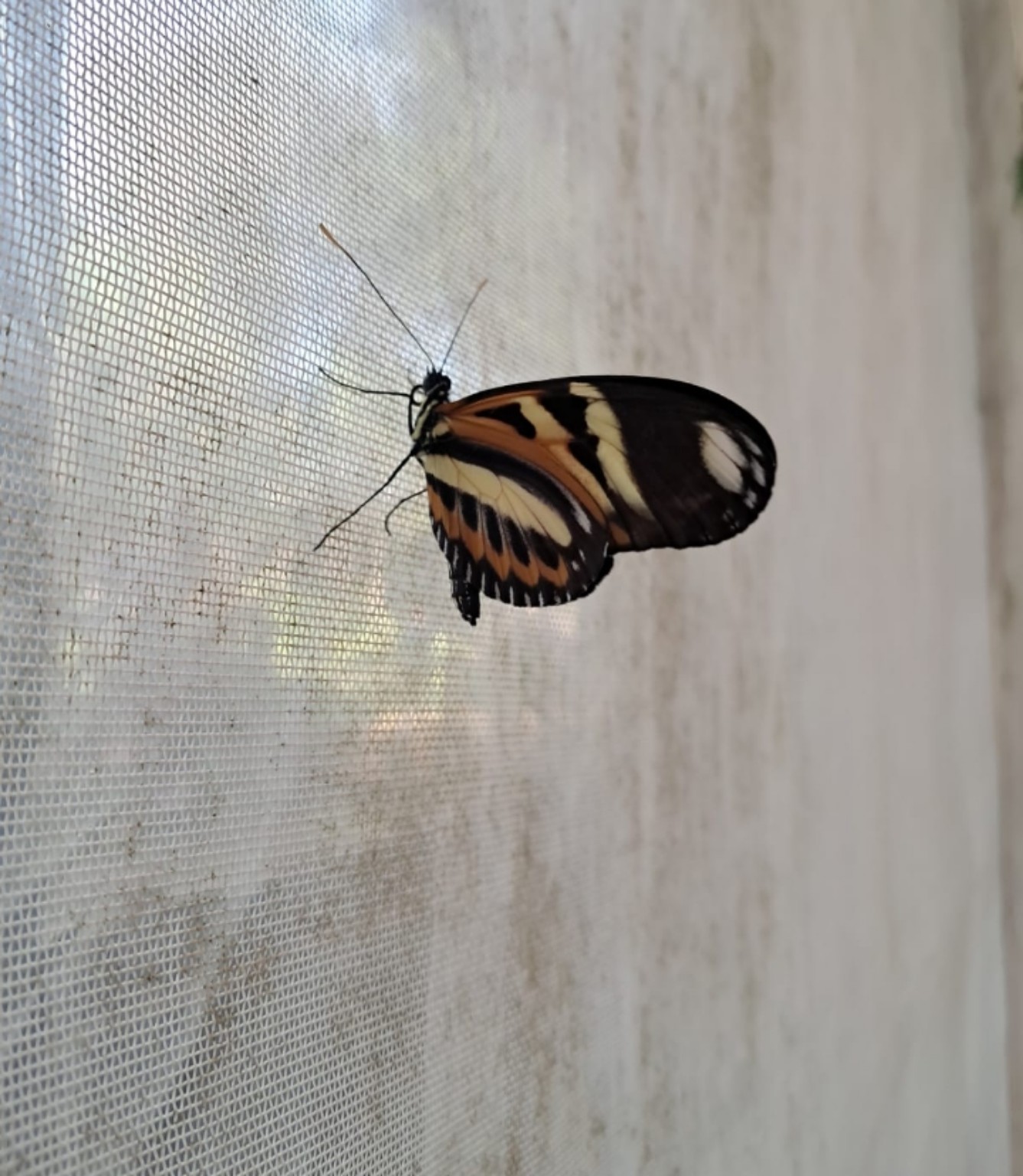 Mariposa de tonos negros, crema y naranja vista de perfil