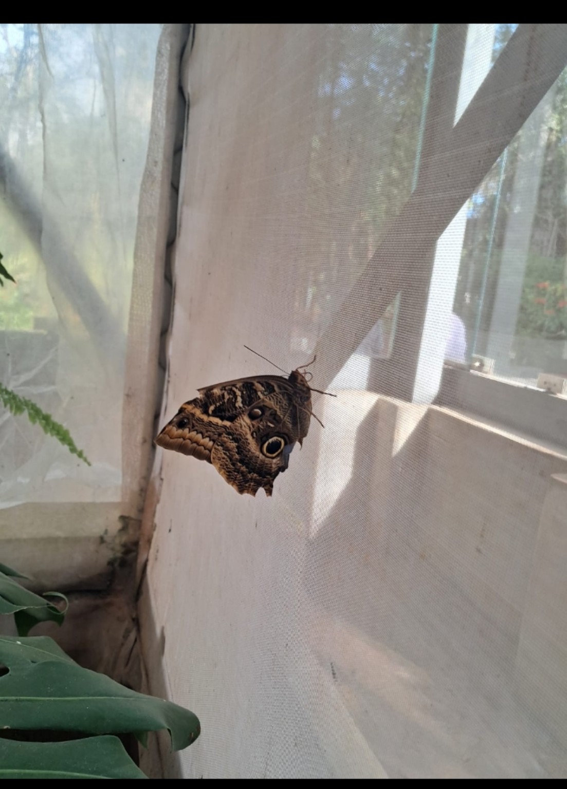 Mariposa de alas oscuras con ocelos en el mariposario de Santa Ana