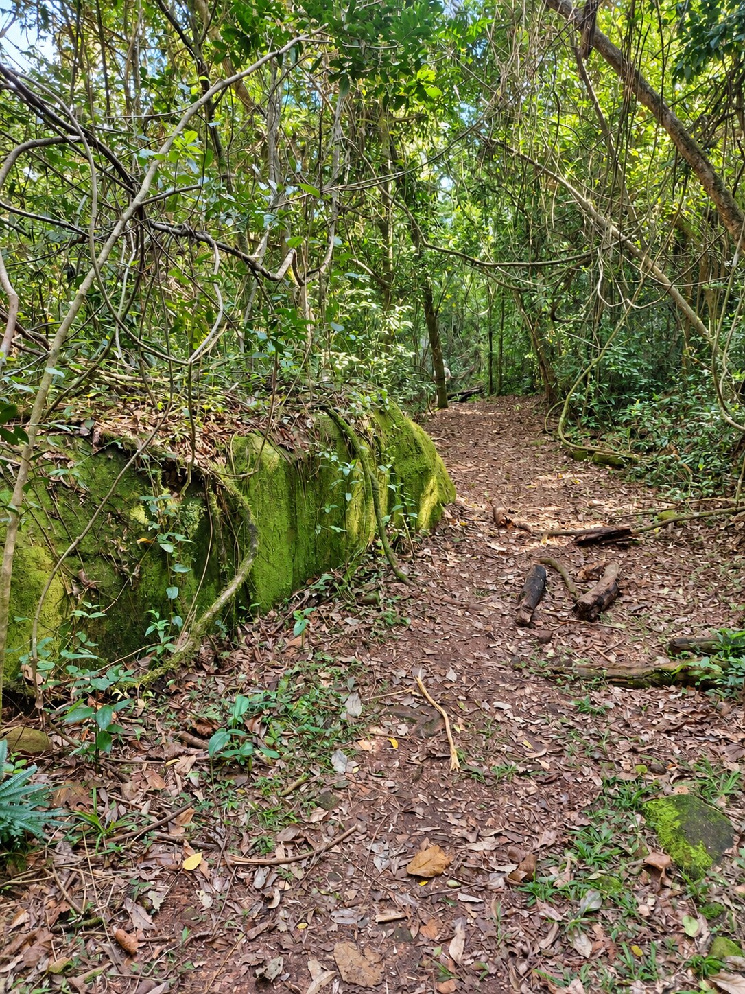 Sendero de tierra junto a una gran piedra cubierta de musgo