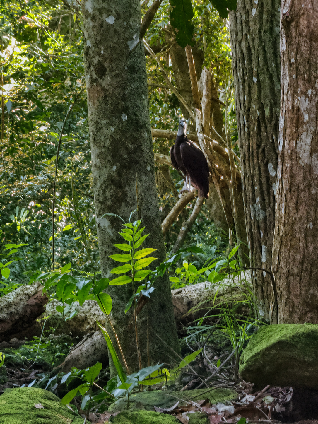 Ave observada entre los árboles de la selva misionera