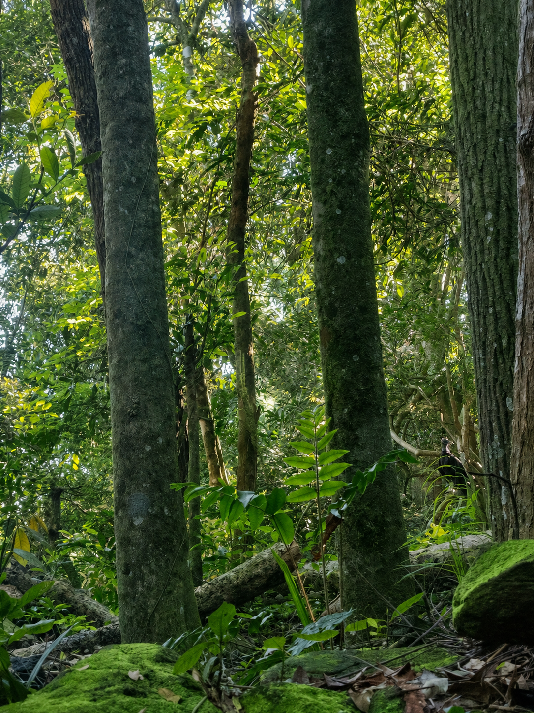 Árboles, piedras y vegetación del recorrido