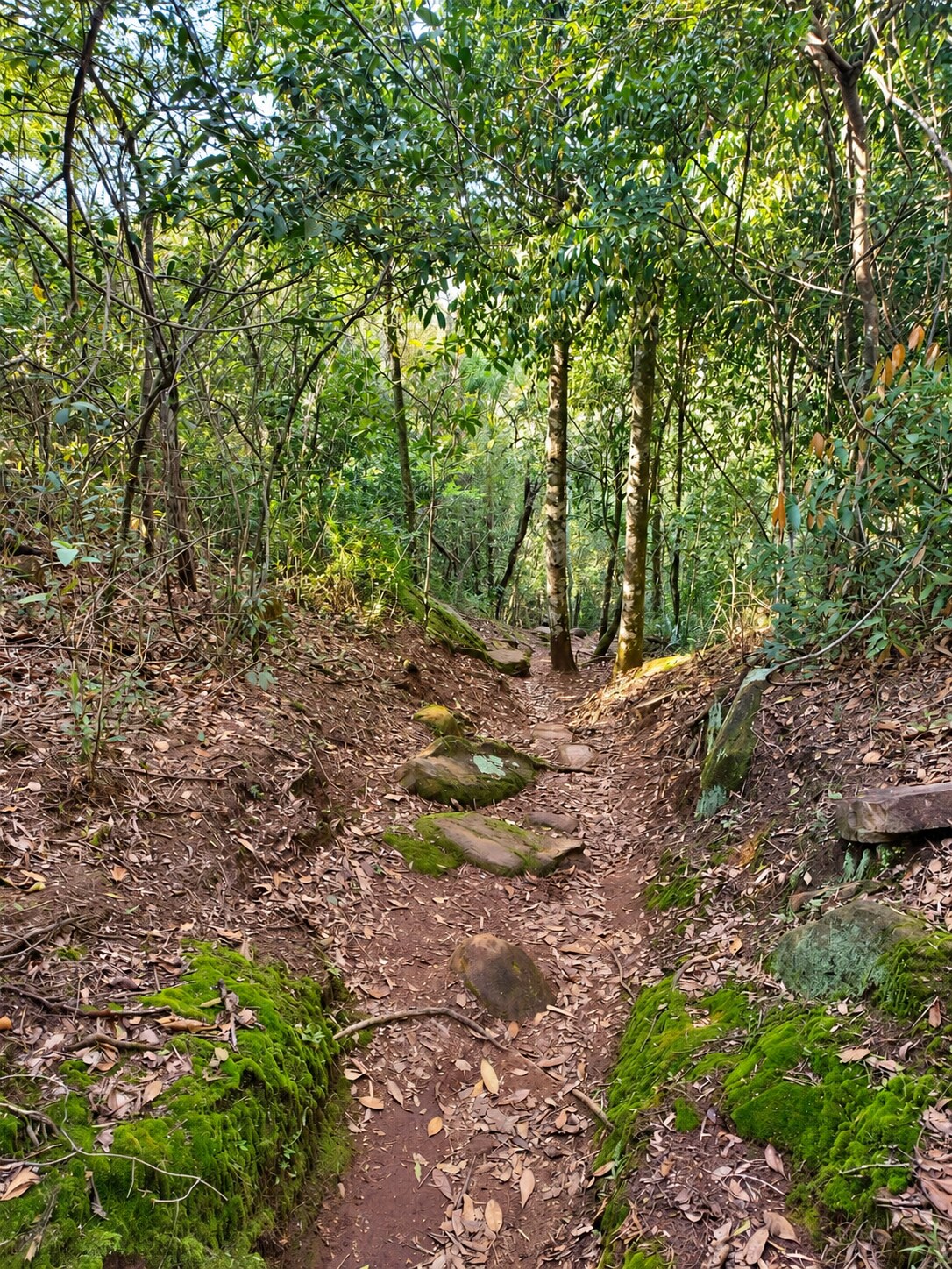 Senda estrecha rodeada de árboles, piedras y musgos en el bosque misionero